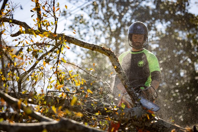 Greenville Tree Co delimbing a fallen tree