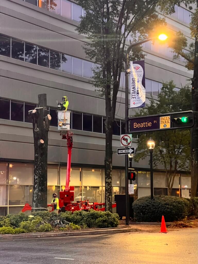 Tree Care Downtown Greenville