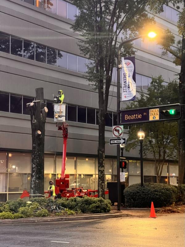Tree Care Downtown Greenville