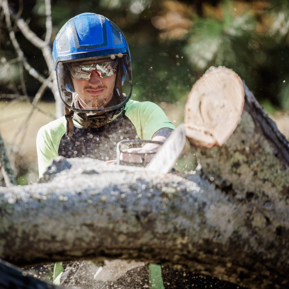 Tree Removal Greenville Tree Co