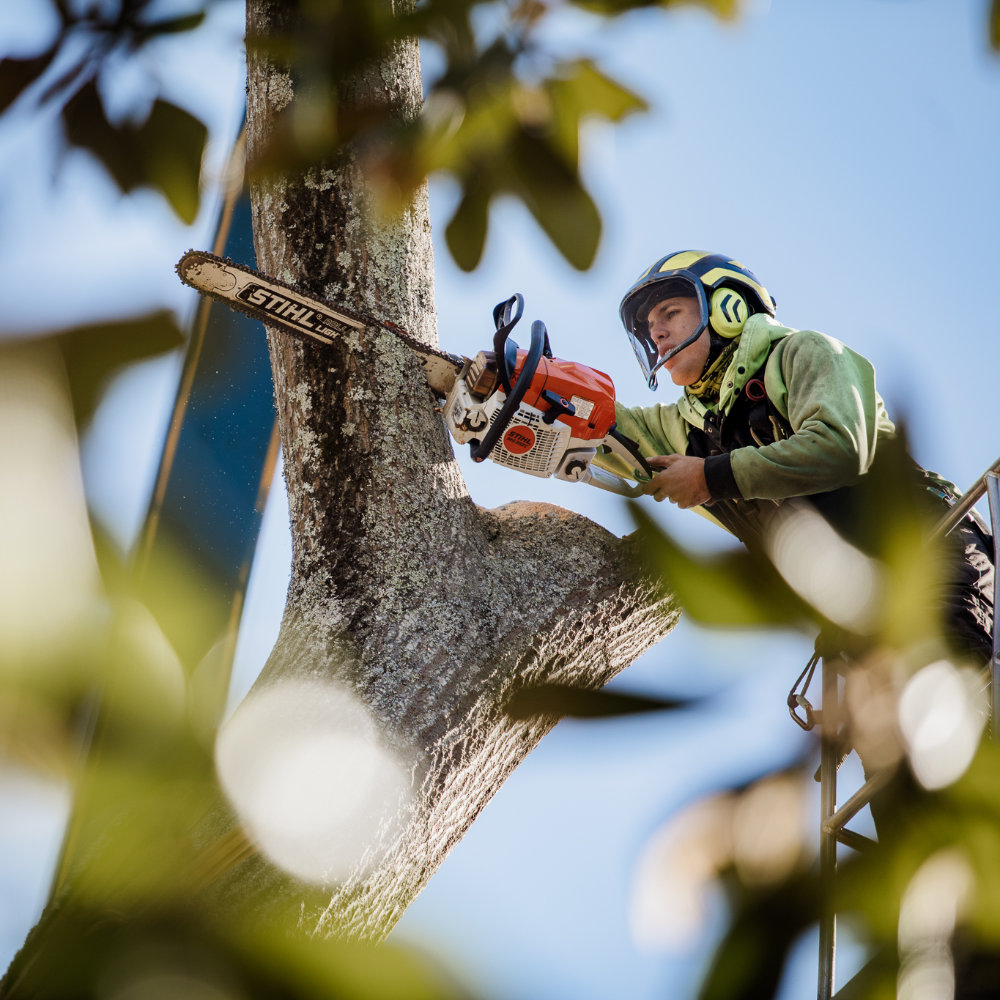 Cutting down tree with a chainsaw