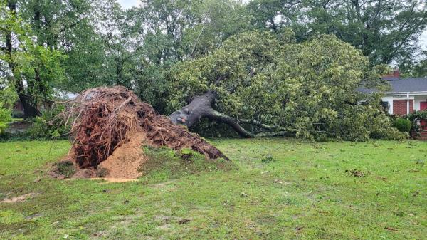 Fallen_Tree.jpg