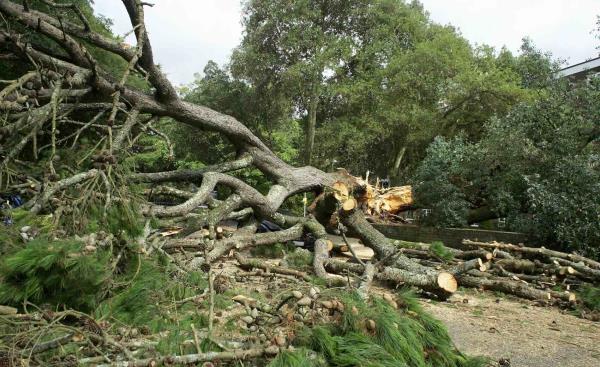 Fallen Tree