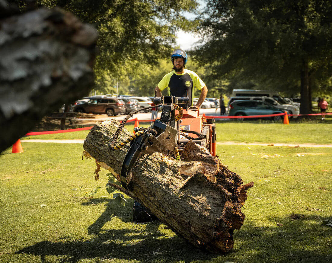 Tree Removal and Clean Up