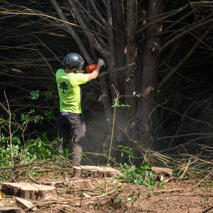 Tree Cutting Greenville Tree Co.