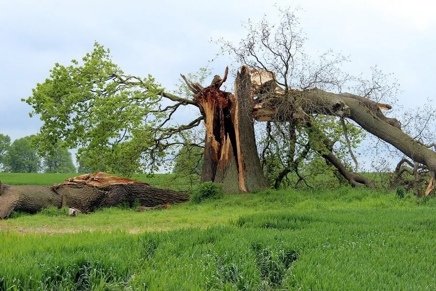 Tree_Disease_Blog.jpeg