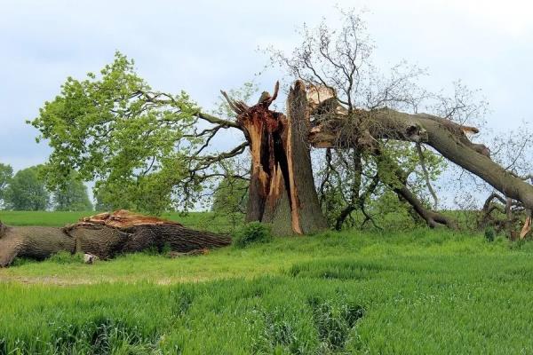 Tree_Disease_Blog.jpeg