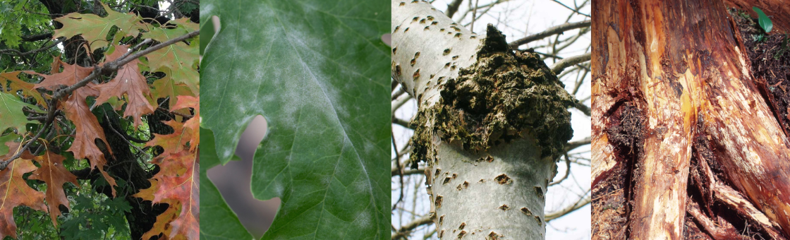 Tree_Diseases.png