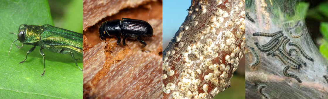 Tree_Pests.png