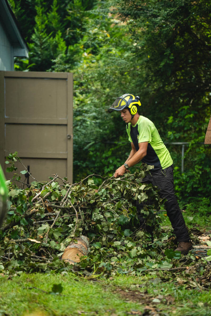 Tree Removal Greenville Tree Co.