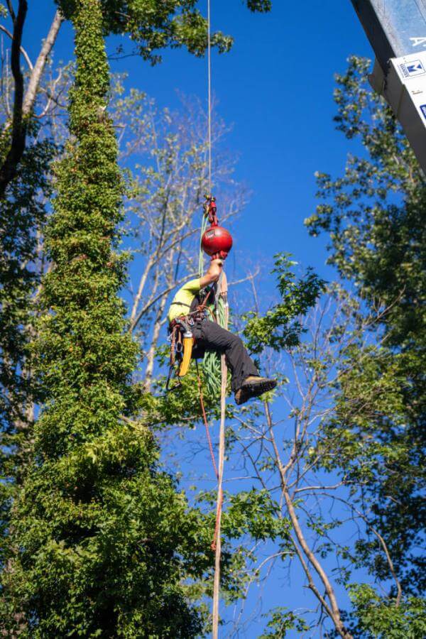 Tree Removal Crane Greenville Tree Co.