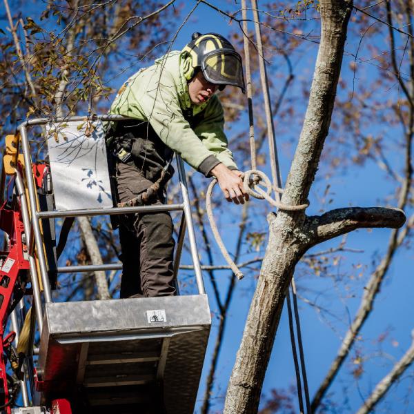 Cutting off a tree limb from a spider lift