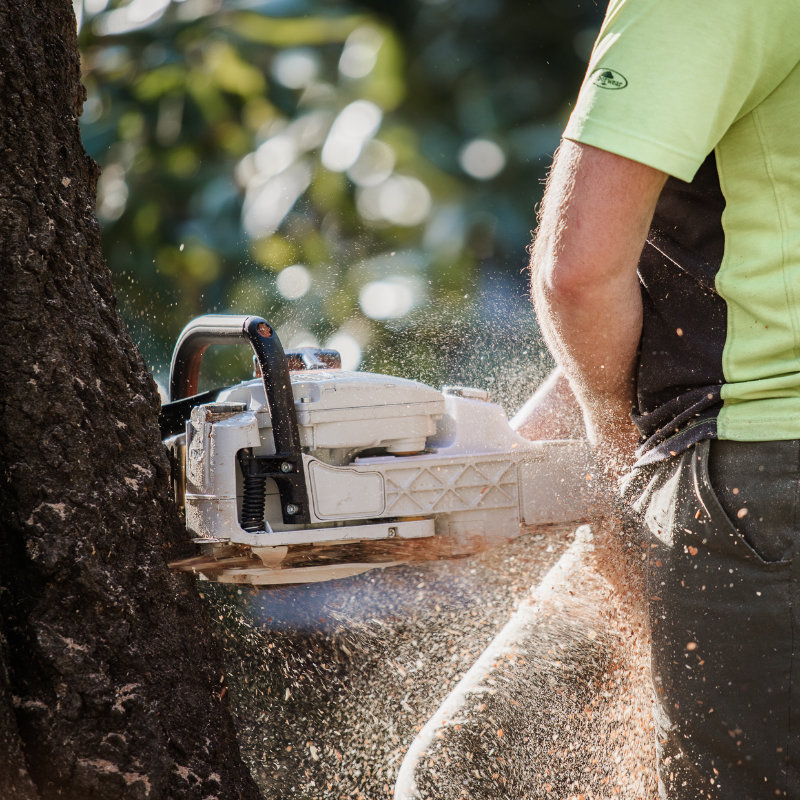 Up_Close_Tree_Removal.jpg