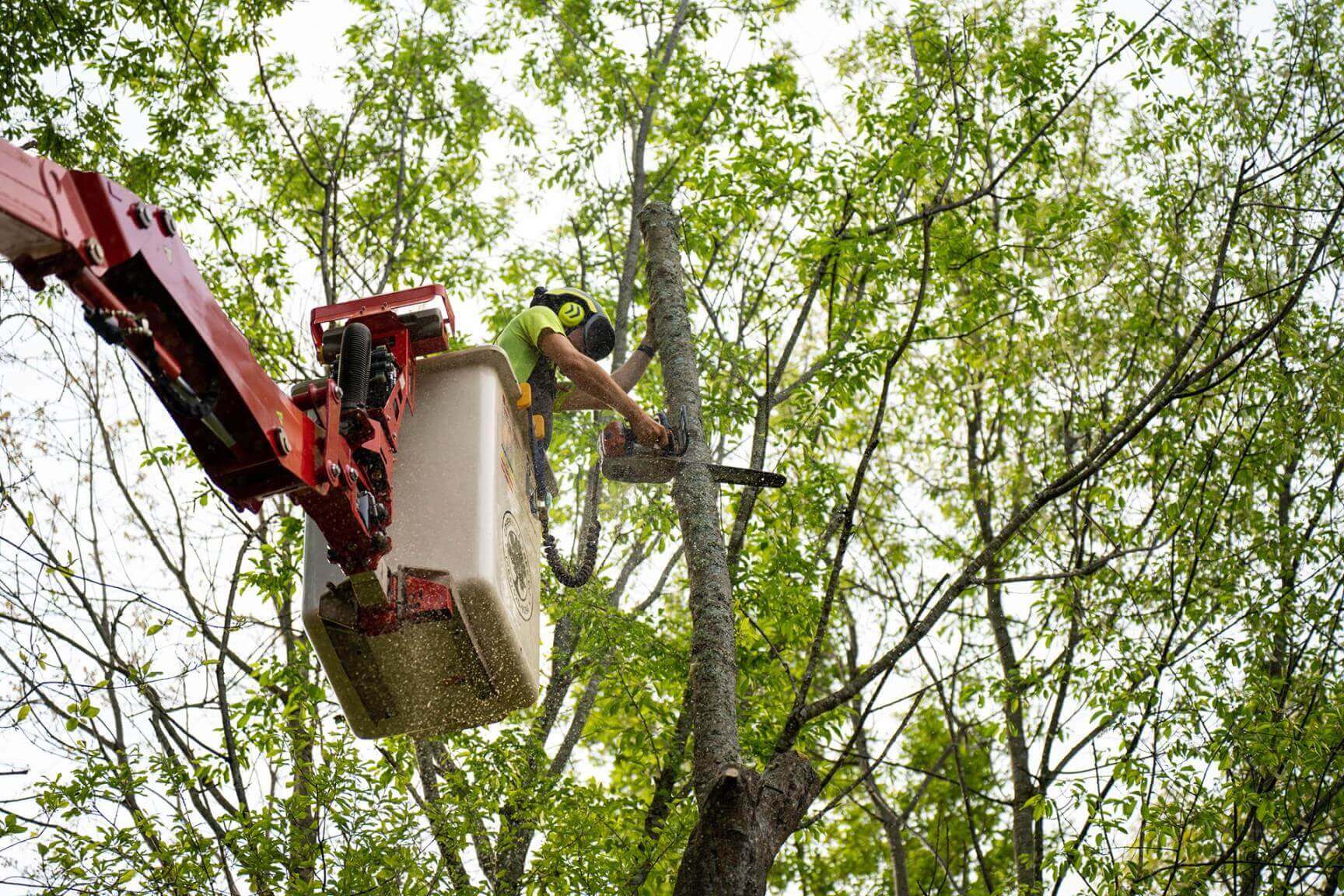 Professional Tree Removal Bucket Truck