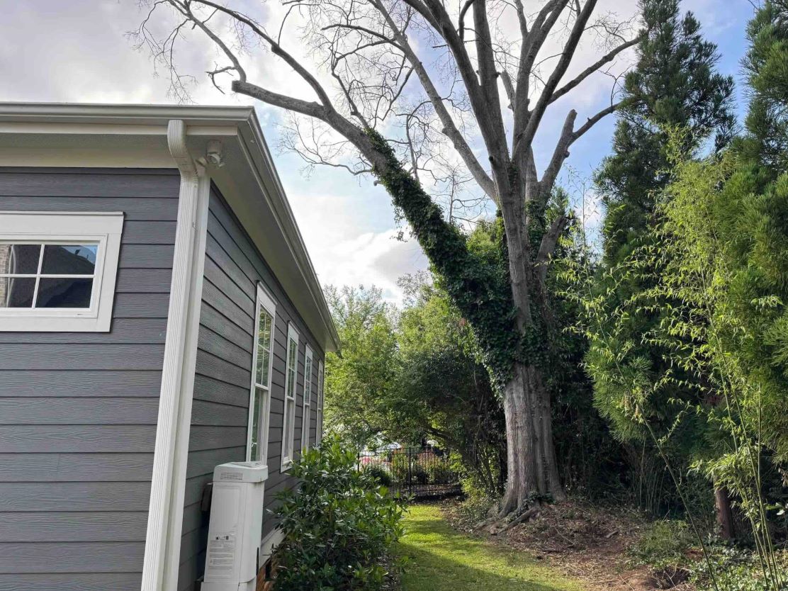 Before Tree Removal
