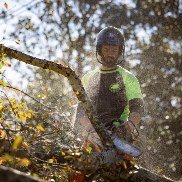Tree Removal Greenville Tree Co