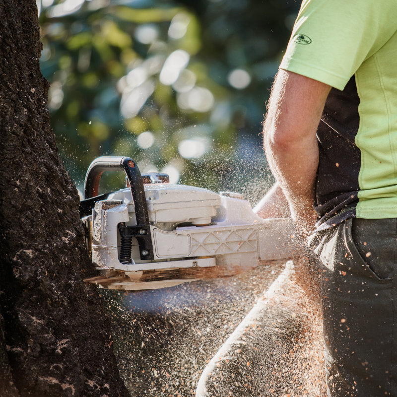 Close up of a chainsaw cutting a tree